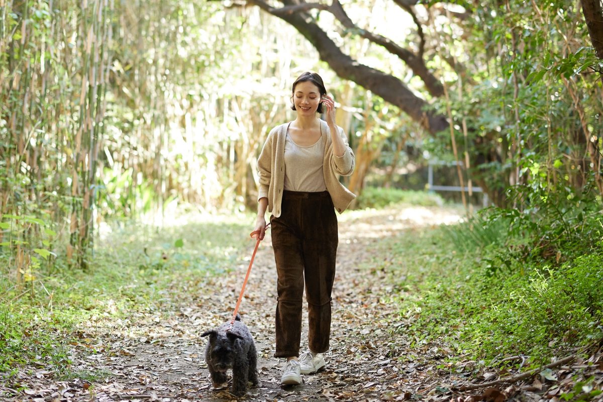 A walk with a dog along a sunlit woodland path